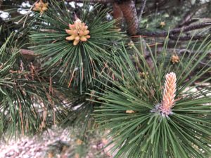 Male White Pine Cones Opening Up & Releasing Pollen